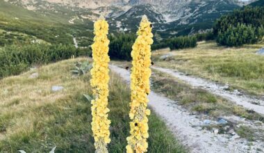 Was sind das für gelbe Pflanzen, die hier überall am Wegesrand stehen?
