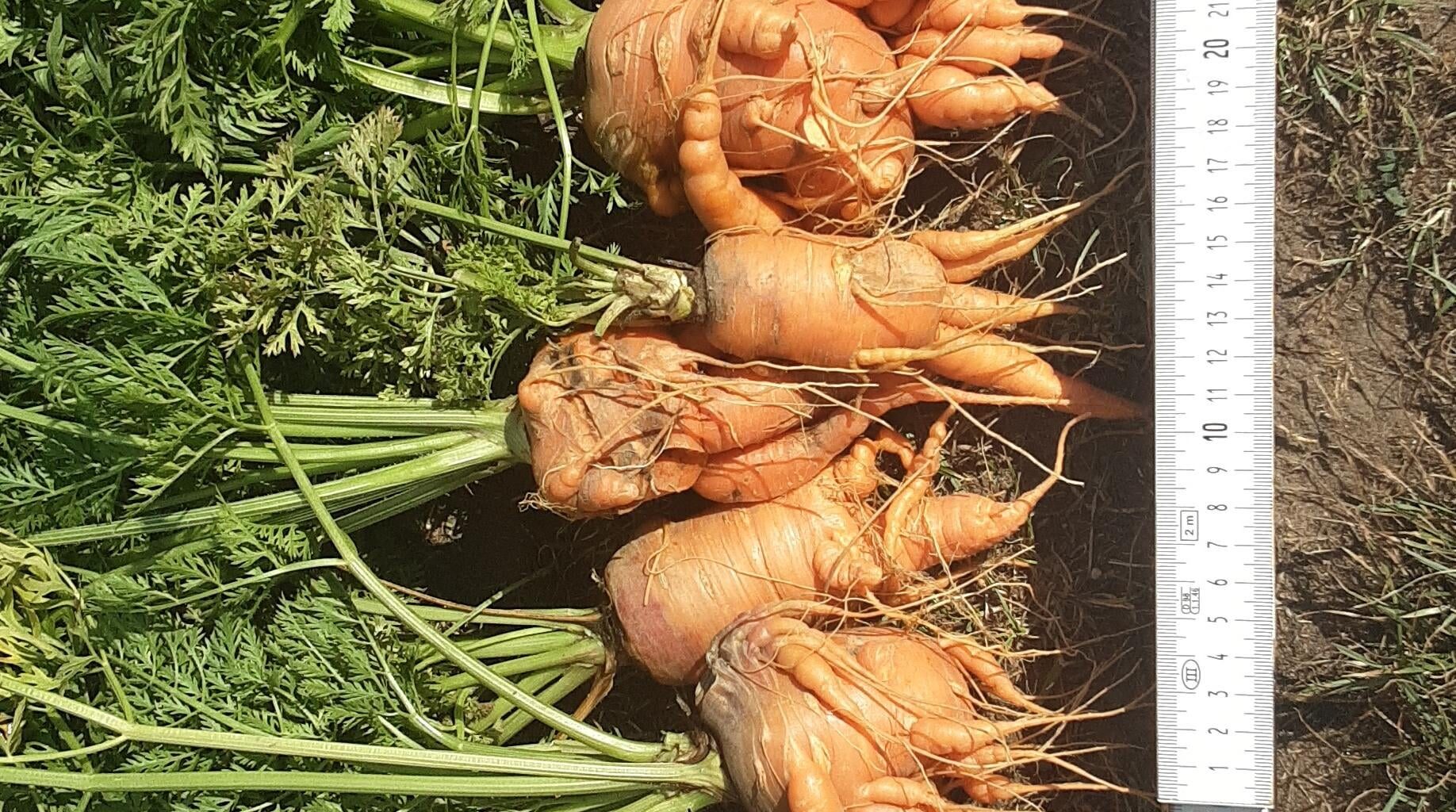 Hallo Was ist mit meine Karotten los?