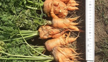 Hallo Was ist mit meine Karotten los?