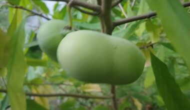 Erste Pawpaw Ernte nach 7 Jahren