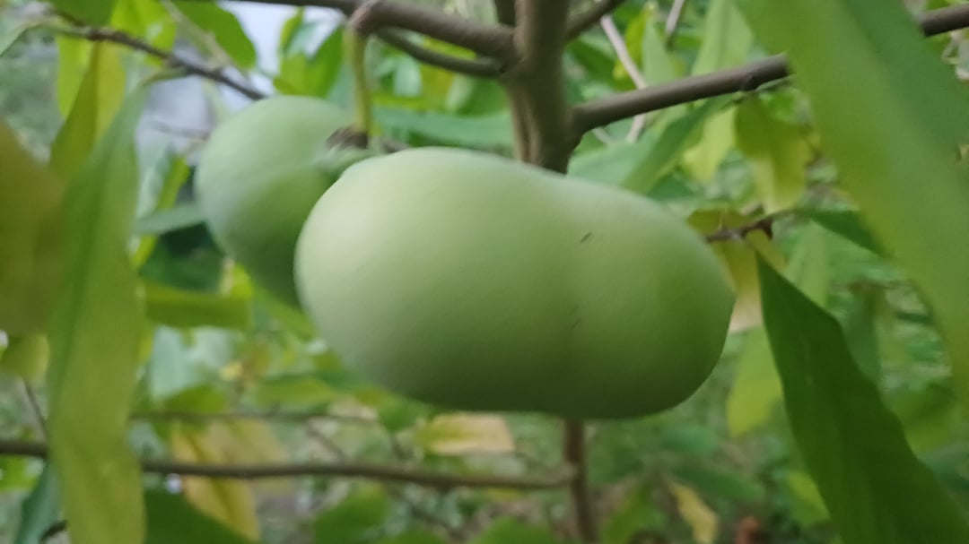 Erste Pawpaw Ernte nach 7 Jahren