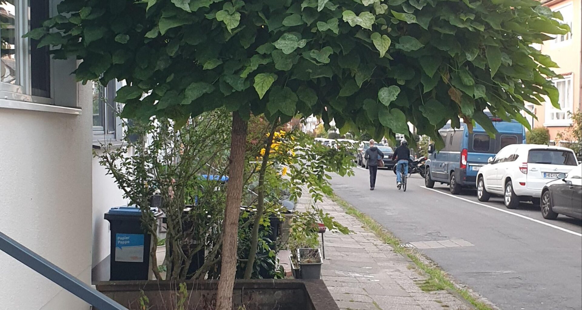 Vor unserem neuen Haus steht dieses Bäumchen. Wie muss ich so ein Exemplar wann zurückschneiden, damit die Krone nicht voluminöser wird, er aber auch nicht kaputt geht?