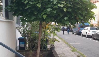 Vor unserem neuen Haus steht dieses Bäumchen. Wie muss ich so ein Exemplar wann zurückschneiden, damit die Krone nicht voluminöser wird, er aber auch nicht kaputt geht?