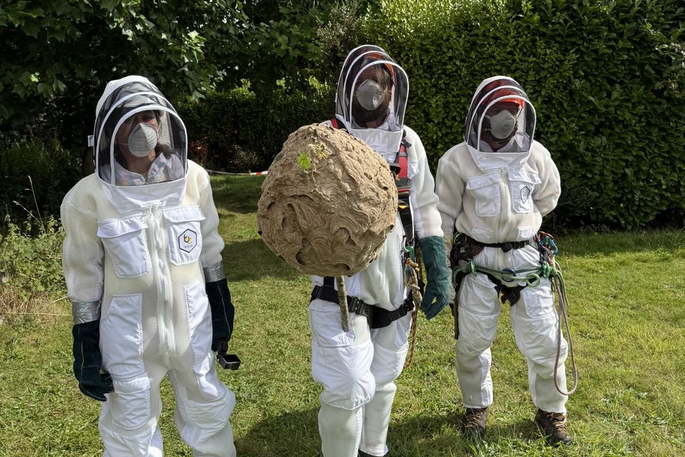 The nest was removed by Claire Deasy and Sam Bayley, both from the NPWS, and David Law, of David Law Tree Care (Department of Housing/PA)