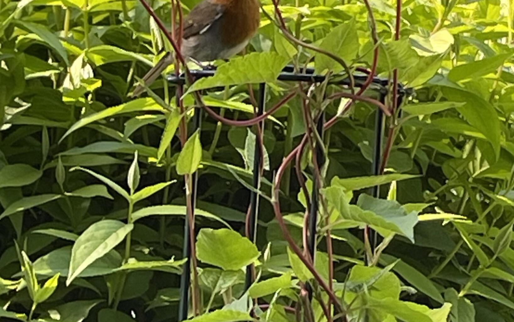 Schlingknöterich auf dem Balkon - wie schlimm ist es wirklich?