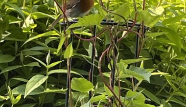 Schlingknöterich auf dem Balkon - wie schlimm ist es wirklich?
