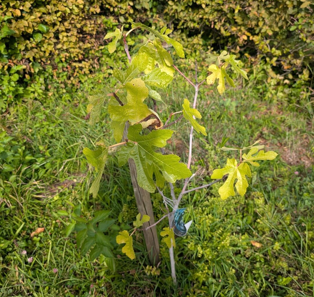 Meiner Feige geht's nicht gut