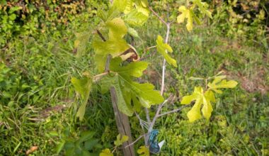 Meiner Feige geht's nicht gut