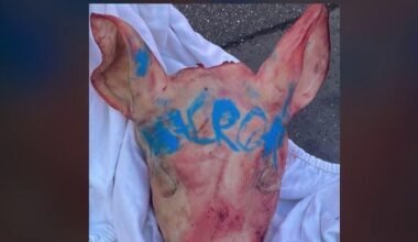 Têtes de cochons devant les mosquées : un éleveur fait des révélations sur le profil des suspects