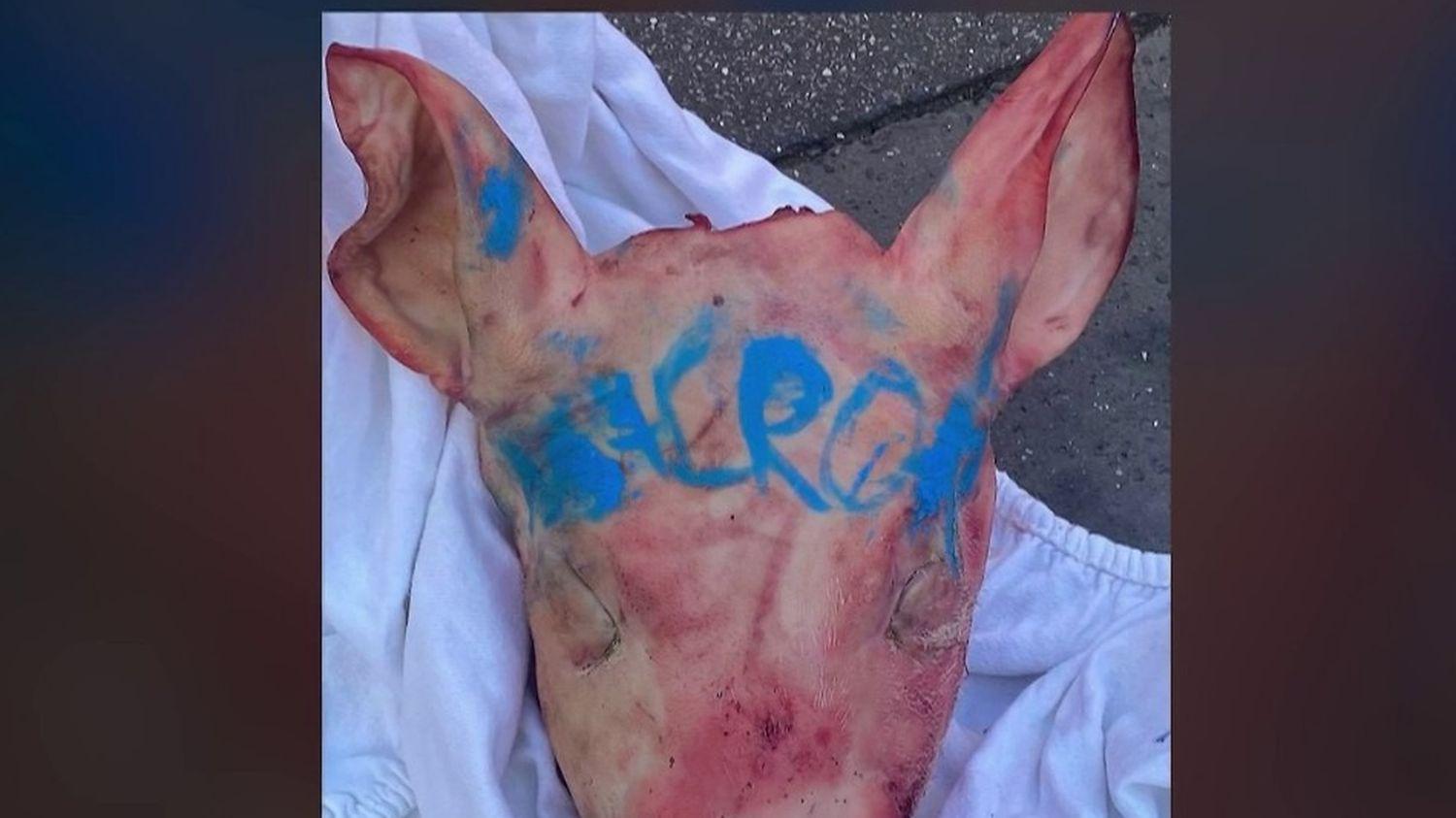 Têtes de cochons devant les mosquées : un éleveur fait des révélations sur le profil des suspects