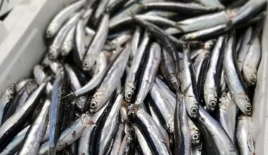 Spain reopens Cantabrian anchovy fishery after quota increase