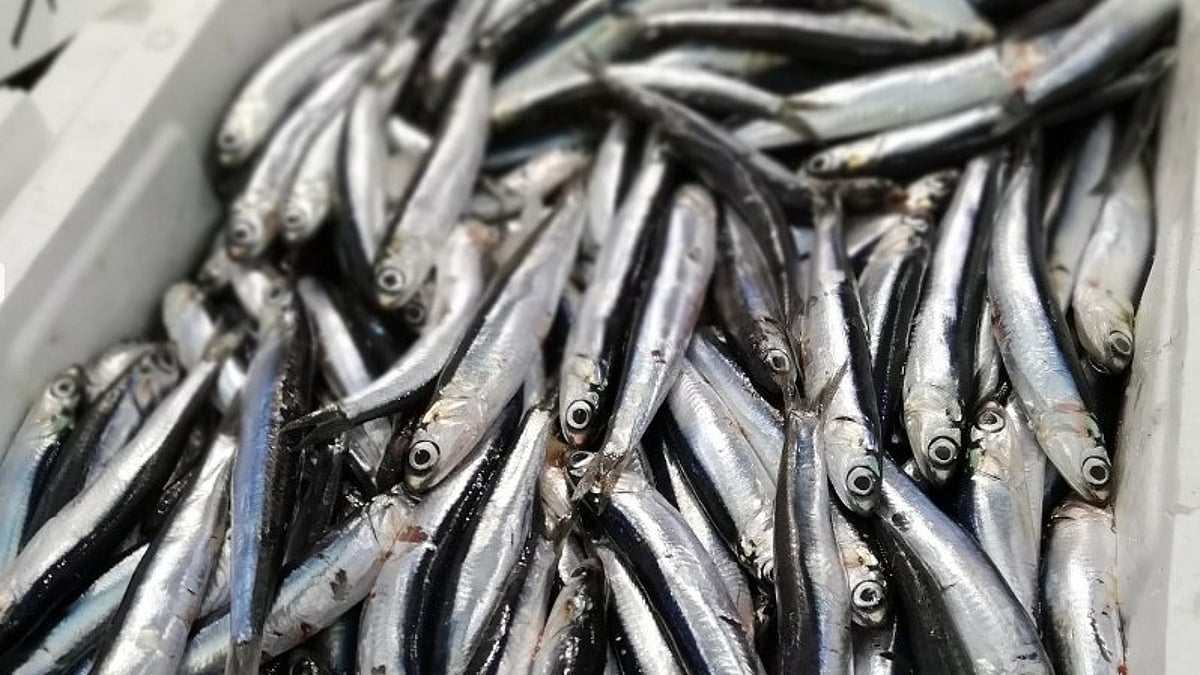 Spain reopens Cantabrian anchovy fishery after quota increase
