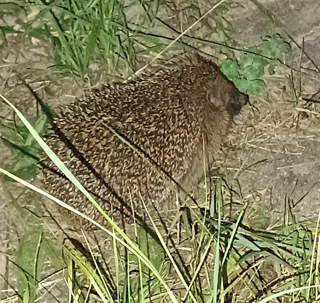 Abends kommen die Igel raus