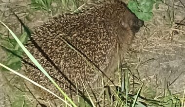 Abends kommen die Igel raus
