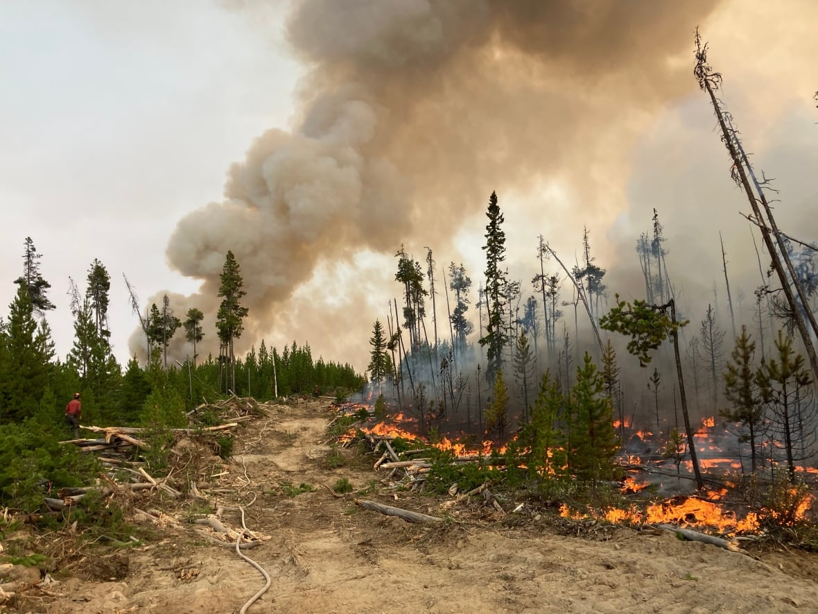 Flames are seen licking the roots of small trees, with a smoke plume in the background.