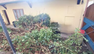 Alter Strauch Efeu umgefallen.