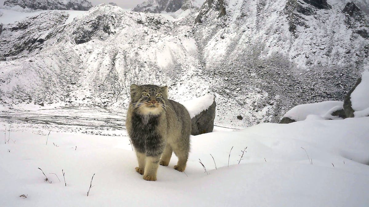 WWF Indien dokumentiert erstmals Manul-Katze im Himalaya auf 5'000 Metern Höhe