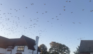 Ashford, Surrey. Love the parakeets.