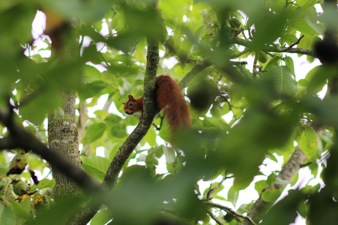 Die erste Eichhörnchen sichtung seit langem