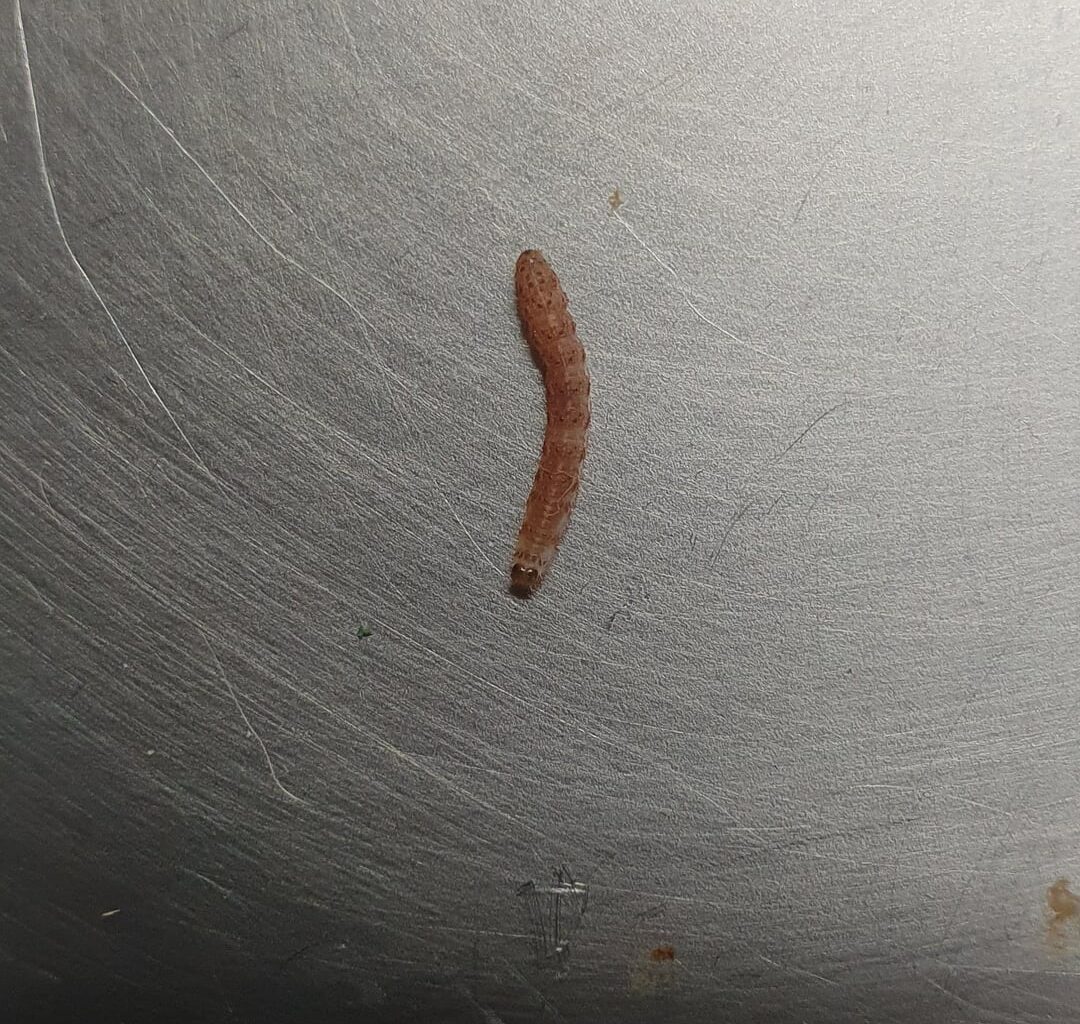 Was für eine Raupe ist das?
