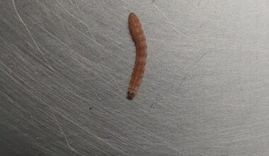 Was für eine Raupe ist das?