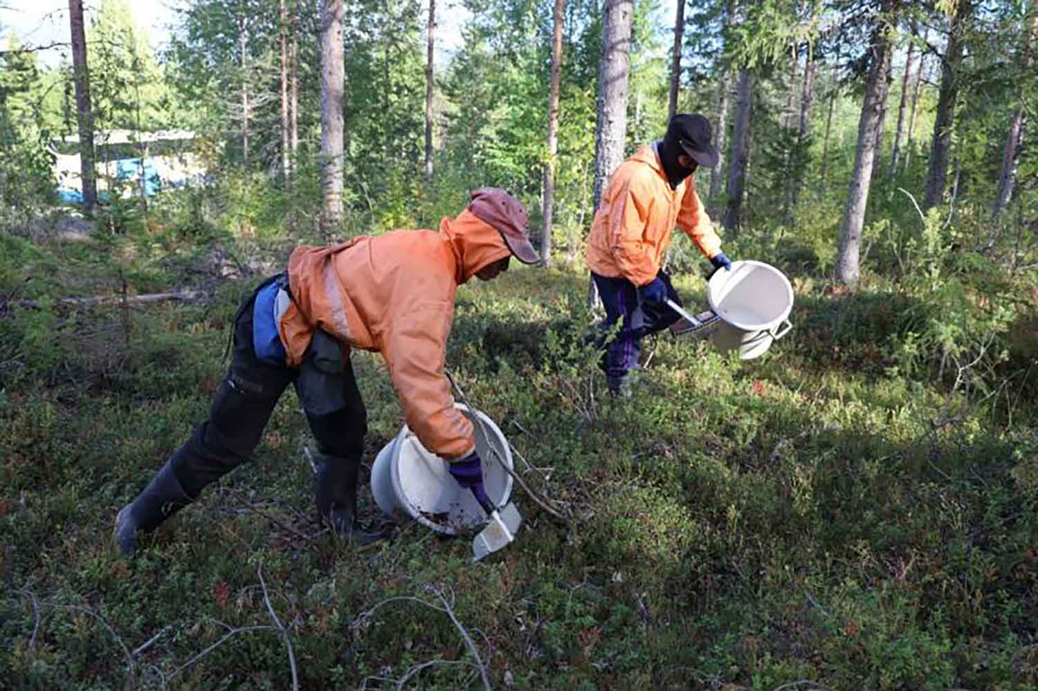 Thai workers pick berries in a forest in Finland in 2022. (Photo supplied by the Ministry of Labour)