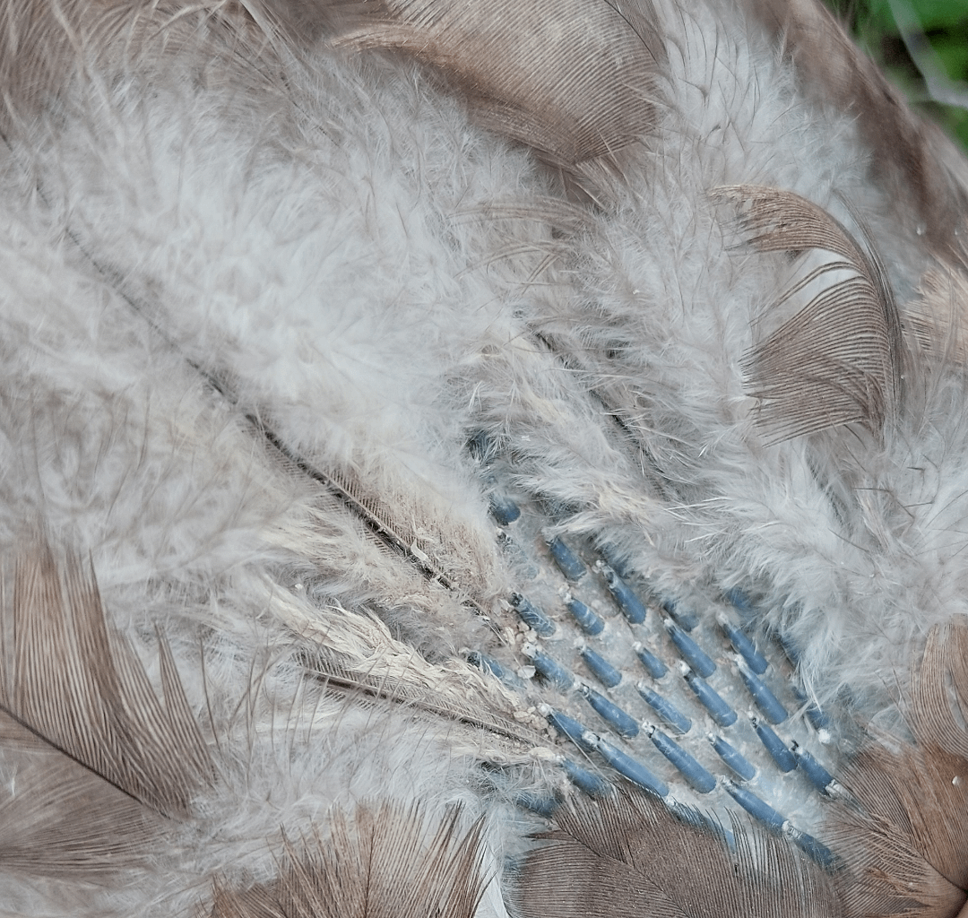 Molting Monday