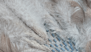 Molting Monday