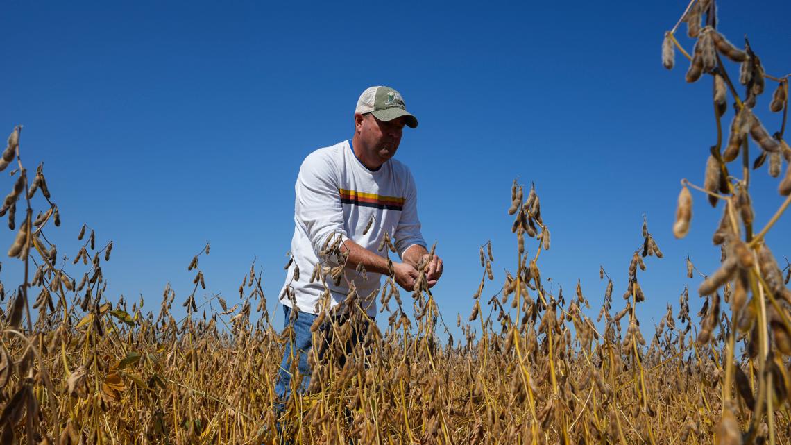 US soybean farmers seek new market amid China tariffs