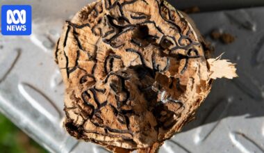 Australia on alert to shot-hole borer threat as WA pivots to tree canopy rehabilitation
