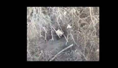 Ukrainian drone operators are tireless, and their level of dedication to the search and destruction is worthy of respect.