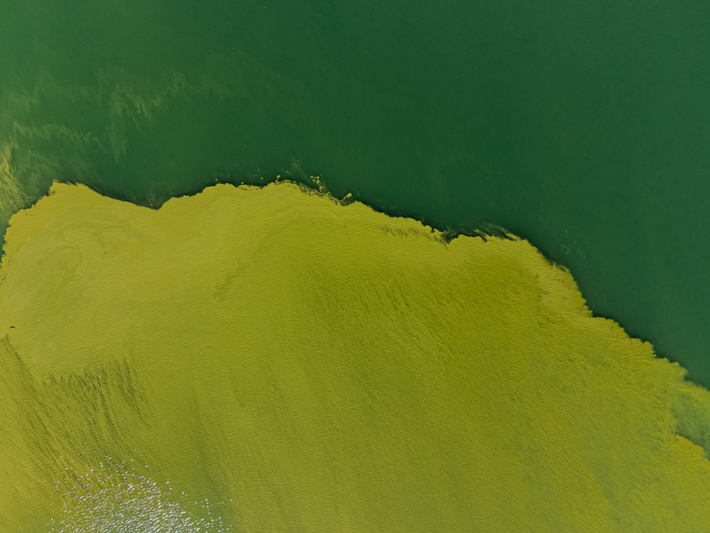 Authorities advise caution due to blue-green algae in Lake Lugano