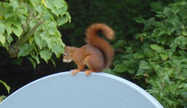 Eichhörnchen-Techniker: Wartungsarbeiten an der Satellitenschüssel