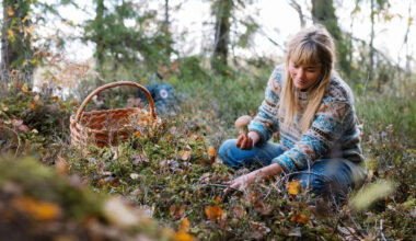 Sweden is leading the way in 'nature prescriptions' and travel-related therapy