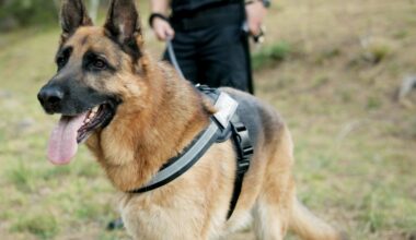 "Chiediamo il ripristino dell'Unità Cinofila della Polizia Locale in città" -