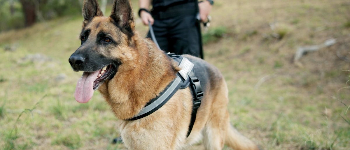"Chiediamo il ripristino dell'Unità Cinofila della Polizia Locale in città" -