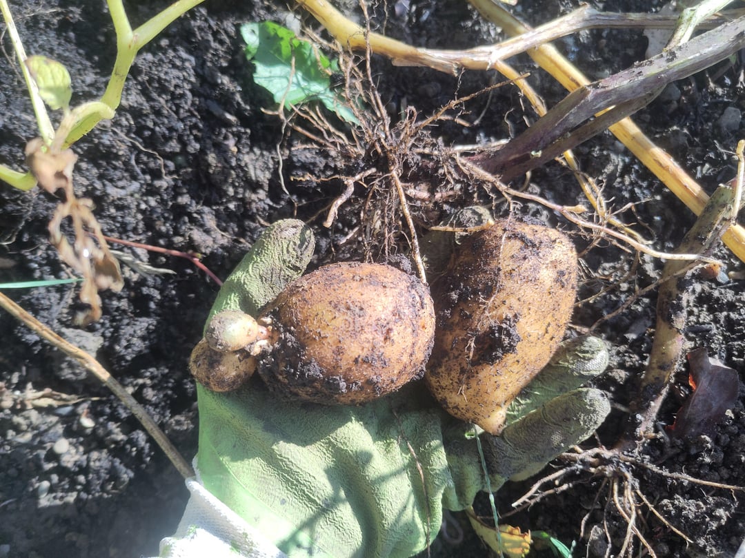 Unsere Kartoffelernte 💪🏻