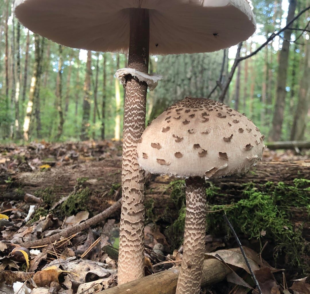 Parasol im Walde