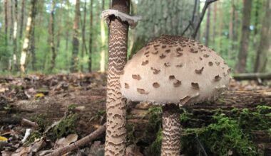 Parasol im Walde