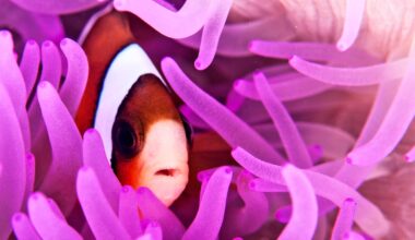 Clownfish are disappearing due to climate change