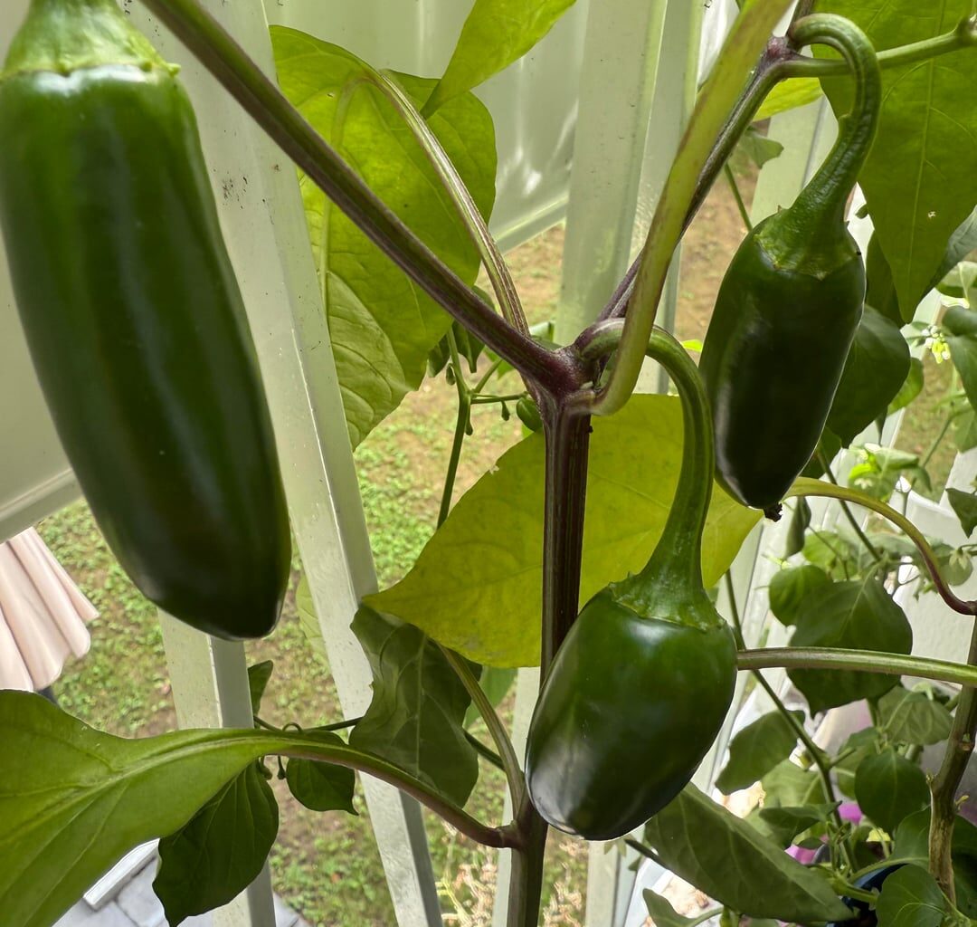 Wann kann ich meine Paprikas essen und werden meine Chilis dieses Jahr noch was?