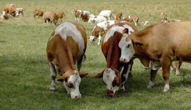 Agrárminisztérium: Magyarország visszanyerte a ragadós száj- és körömfájás betegségtől való mentességét