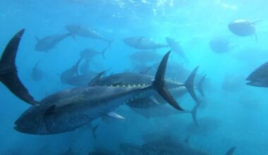 España avanza en la cría del atún rojo en cautividad