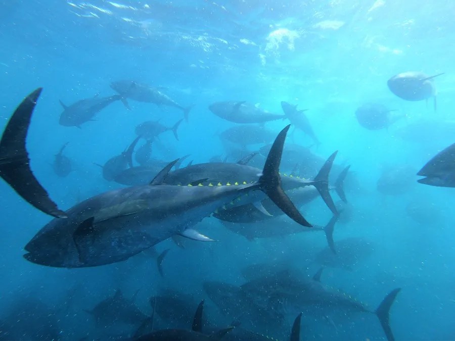 España avanza en la cría del atún rojo en cautividad
