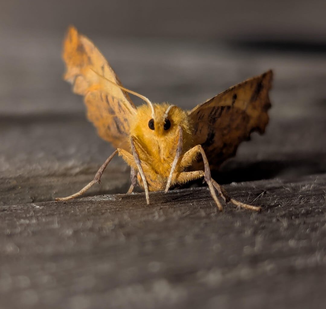 Nächtlicher Herbstbote