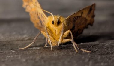 Nächtlicher Herbstbote