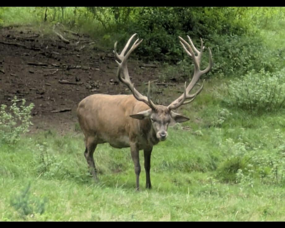 Der Hirsch steht einfach da vor mir, geil 🤩 [OC]