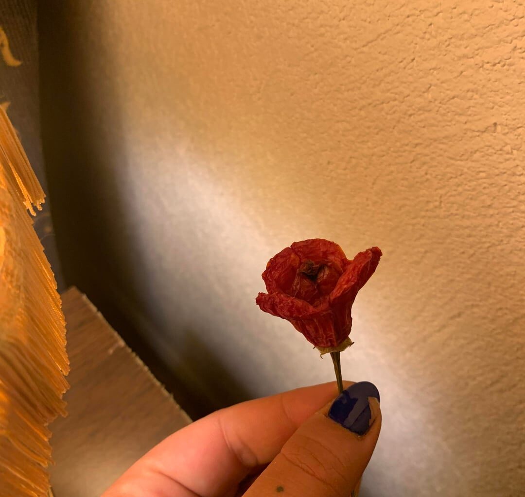 Diese hübsche Chilli, die uns ein Bekannter geschenkt hat sieht extra rosig aus 🌹