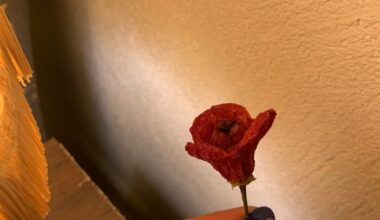 Diese hübsche Chilli, die uns ein Bekannter geschenkt hat sieht extra rosig aus 🌹