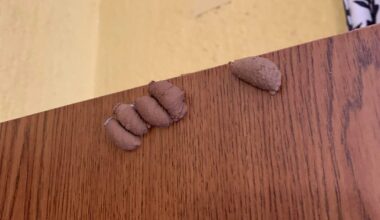 Welches Insekt hat sich hier was gebaut?